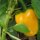 Pimiento amarillo Quadrato Dasti Giallo (Capsicum annuum) semillas