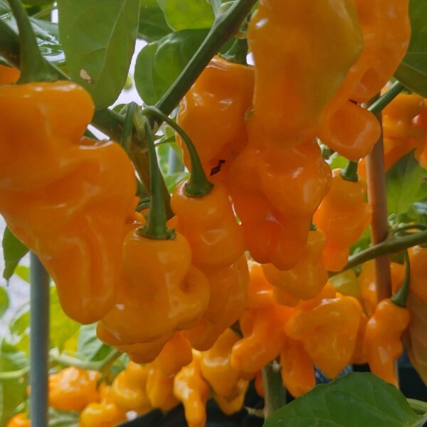 Chile aromático Perfume Trinidad (Capsicum chinense ) semillas