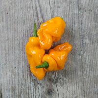 Chile aromático Perfume Trinidad (Capsicum chinense ) semillas