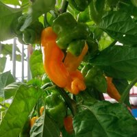 Chile aromático Perfume Trinidad (Capsicum chinense ) semillas
