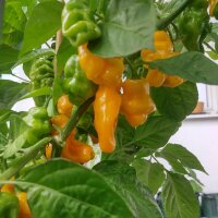 Chile aromático Perfume Trinidad (Capsicum chinense ) semillas