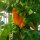 Chile aromático Perfume Trinidad (Capsicum chinense ) semillas