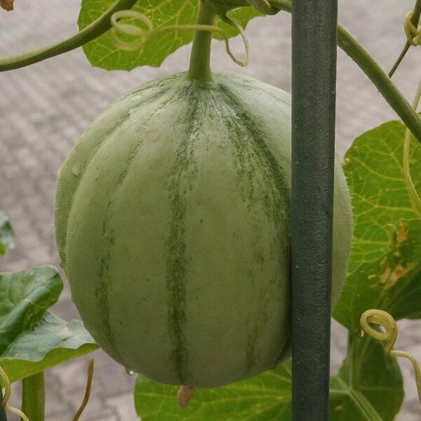 Melón charentais cantaloupe (Cucumis melo) semillas