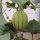 Melón charentais cantaloupe (Cucumis melo) semillas
