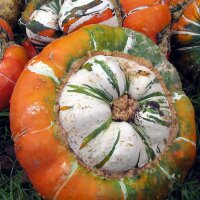 Calabaza turbante turco (Cucurbita maxima) semillas