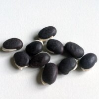 Zarandaja (Lablab purpureus) semillas