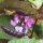 Zarandaja (Lablab purpureus) semillas