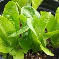 Lechuga cos mini Little Gem (Lactuca sativa) semillas