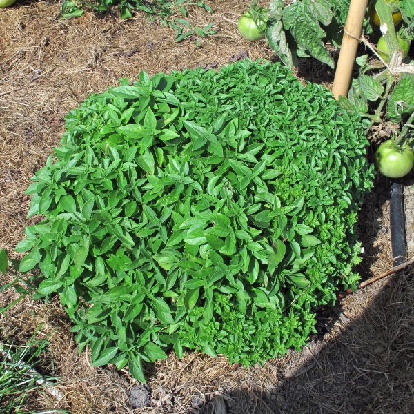 Albahaca griega (Ocimum basilicum v. minimum) semillas