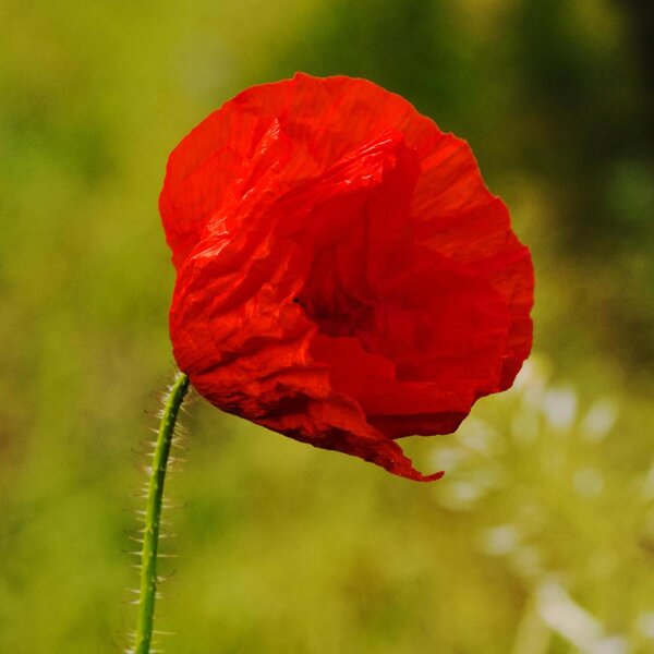 Amapola silvestre (Papaver rhoeas) semillas