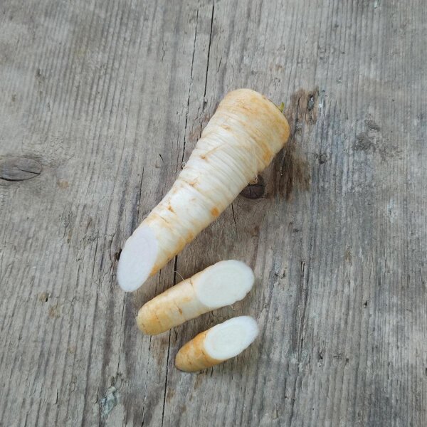 Raíz de perejil de Hamburgo (Petroselinum crispum) semillas