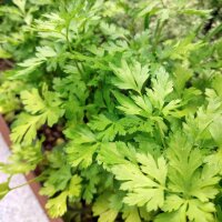 Raíz de perejil de Hamburgo (Petroselinum crispum) semillas