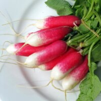 Rábano Desayuno Francés (Raphanus sativus)...