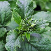 Rábano Desayuno Francés (Raphanus sativus) semillas