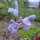 Mariselva (Salvia lavandulifolia) semillas