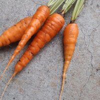Zanahoria Nantesa (Daucus carota) semillas
