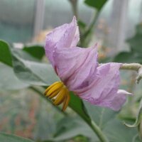 Berenjena rayada Rotonda bianca sfumata di rosa (Solanum...
