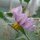 Berenjena rayada Rotonda bianca sfumata di rosa (Solanum melongena) semillas