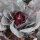 Col puntiaguda roja Kalibos (Brassica oleracea var. capitata) semillas