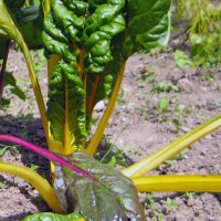 Acelga amarilla Bright Yellow (Beta vulgaris subsp....