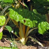 Acelga amarilla Bright Yellow (Beta vulgaris subsp....