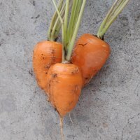 Zanahoria Chantenay (Daucus carota)