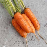 Zanahoria Berlicum (Daucus carota)