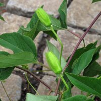 Maracuyá (Passiflora edulis) semillas