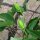 Maracuyá (Passiflora edulis) semillas