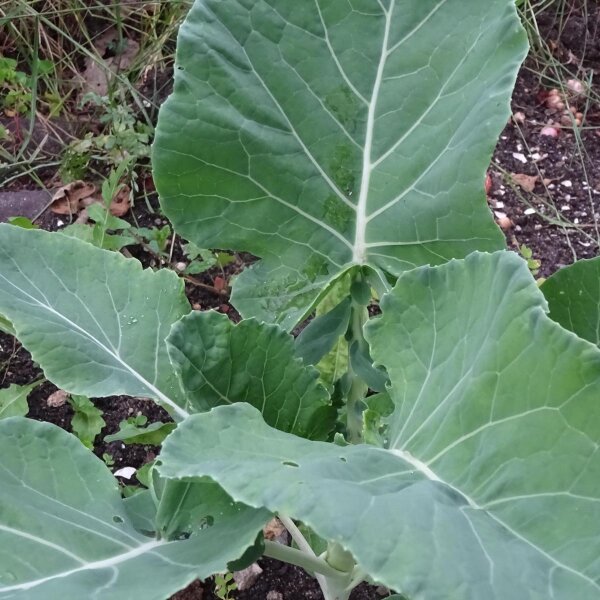 Brócoli chino Kai-Lan (Brassica oleracea var. alboglabra) semillas