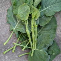Brócoli chino Kai-Lan (Brassica oleracea var....