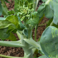 Brócoli chino Kai-Lan (Brassica oleracea var....