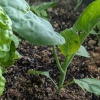 Brócoli chino Kai-Lan (Brassica oleracea var. alboglabra) semillas