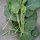 Brócoli chino Kai-Lan (Brassica oleracea var. alboglabra) semillas
