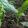 Brócoli chino Kai-Lan (Brassica oleracea var. alboglabra) semillas