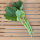 Brócoli chino Kai-Lan (Brassica oleracea var. alboglabra) semillas