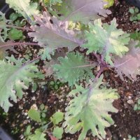 Col crespa Red Russian Kale (Brassica napus var....