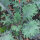 Col crespa Red Russian Kale (Brassica napus var. pabularia) semillas
