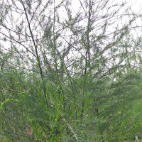 Espárrago verde "Mary Washington" (Asparagus officinalis) semillas