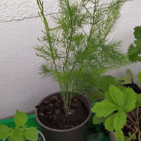 Espárrago verde "Mary Washington" (Asparagus officinalis) semillas