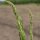Espárrago verde "Mary Washington" (Asparagus officinalis) semillas