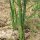 Espárrago verde "Mary Washington" (Asparagus officinalis) semillas