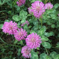 Trébol rojo (Trifolium pratense) semillas