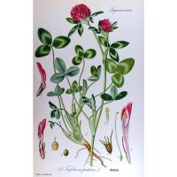Trébol rojo (Trifolium pratense) semillas