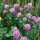 Trébol rojo (Trifolium pratense) semillas