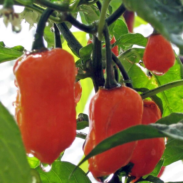 Chile Habanero (Capsicum chinense) orgánico semillas