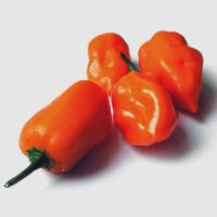 Chile Habanero (Capsicum chinense) orgánico semillas