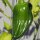 Chile Habanero (Capsicum chinense) orgánico semillas