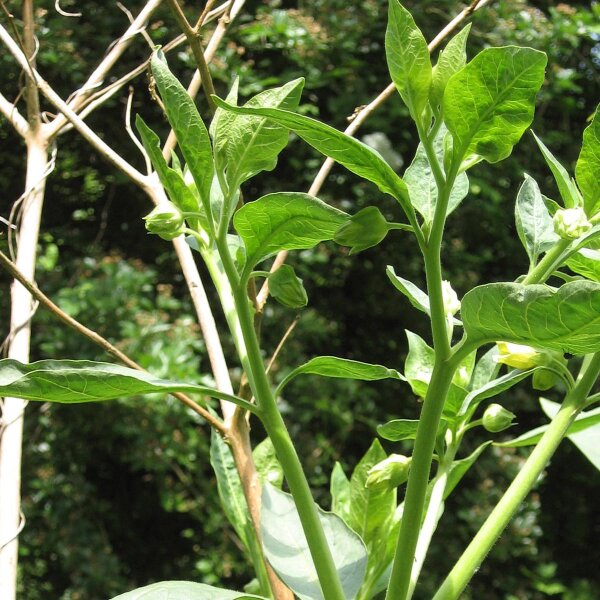 Belladonna de la India (Atropa acuminata) semillas