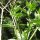 Belladonna de la India (Atropa acuminata) semillas